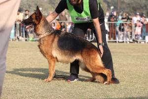 Daina vom Lion Heart