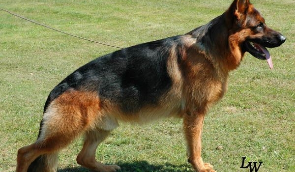 Aiko vom Goldenen Zweig