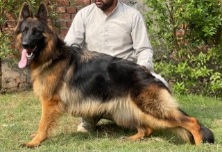 Astra vom Royal Blood Kennel