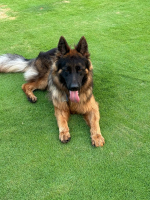 Axel Vom JJ Kennel