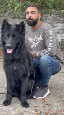 Balto vom Royal Blood Kennel