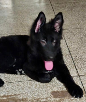 Caballero vom Volsengard