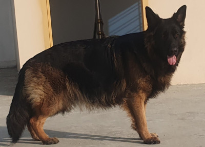 Calixer Vom King Shepherd