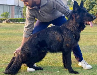 Calvados vom Volsengard