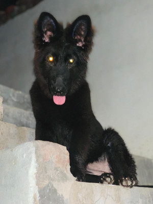 Cosabella vom Volsengard