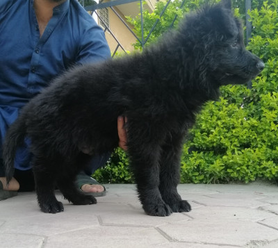 Ice vom Chakwalian Black Shepherds