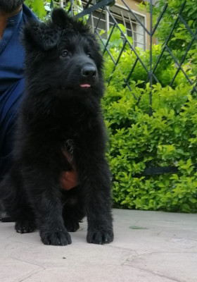 Irvin vom Chakwalian Black Shepherds