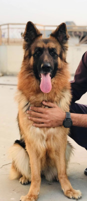 Lina vom Kashmir Hills