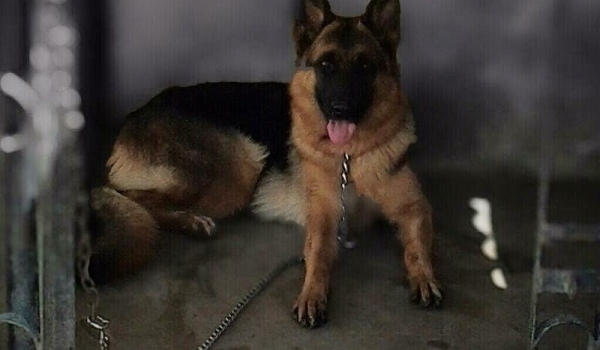 Fiesta vom Parachause