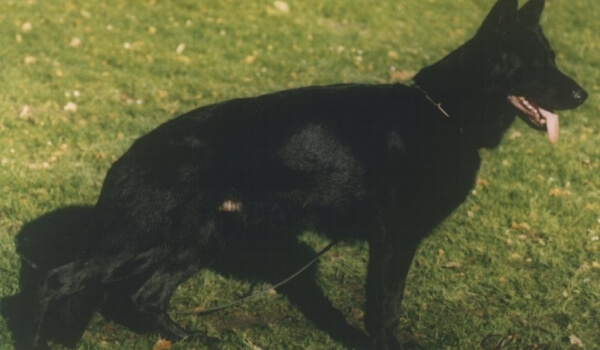 Buster vom Adelmannsfelder Land