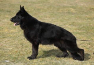 Tudor vom Haus Tchorz