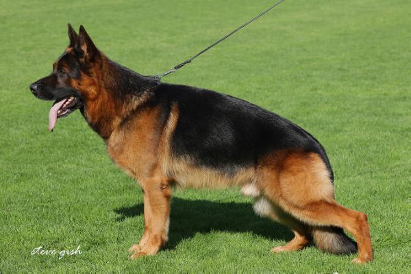 Count-Ustinov van de Ybajo Hoeve