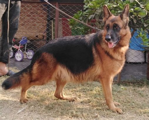 Sezer Vom Gujranwala King