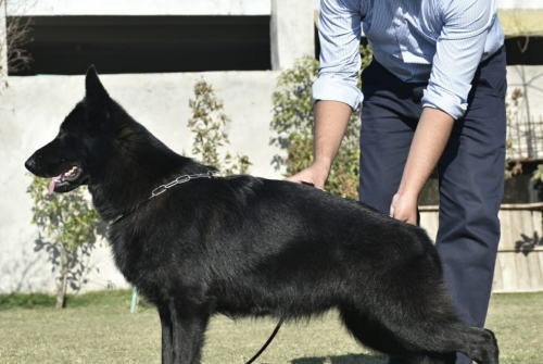 Latica Sukcesor (FCI)