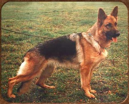 Berta vom Germannshof