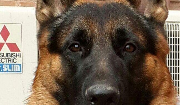 Black vom Black Pearl