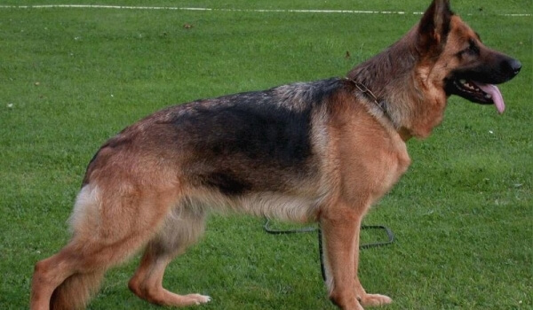 Yanara von der kleinen Ranch