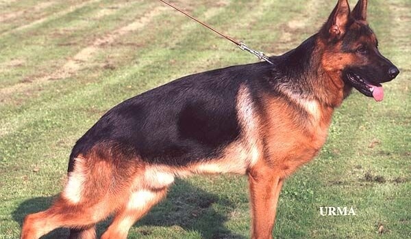 Ikarus vom Bad Waldle