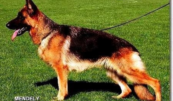 Zenka vom Wildsteiger Land