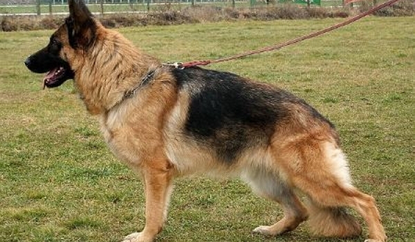 Babette von Bellissimo (H)