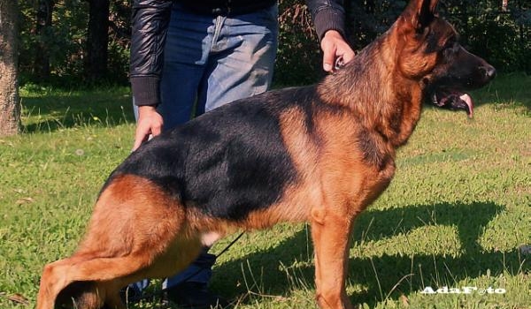 Sasa di Casa Massarelli