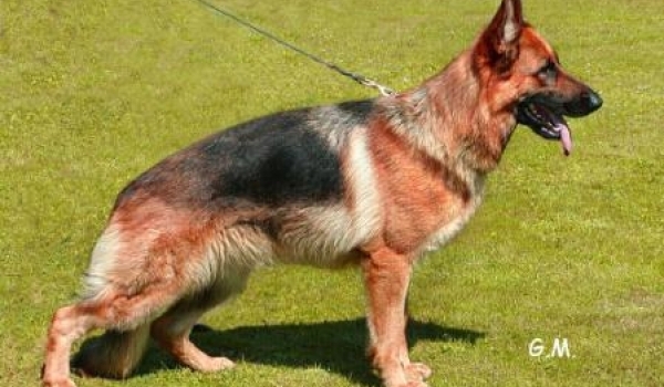 Kelli vom Overledingerland