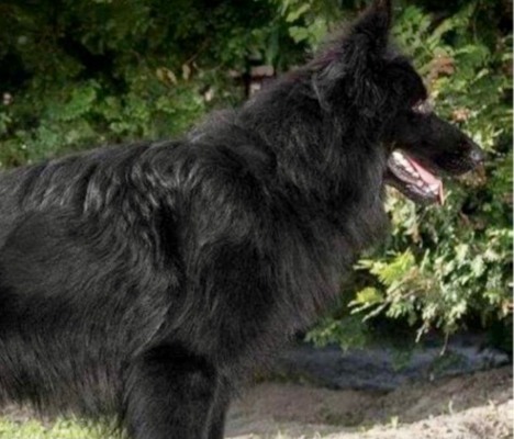 Bixby vom Regiis Canine