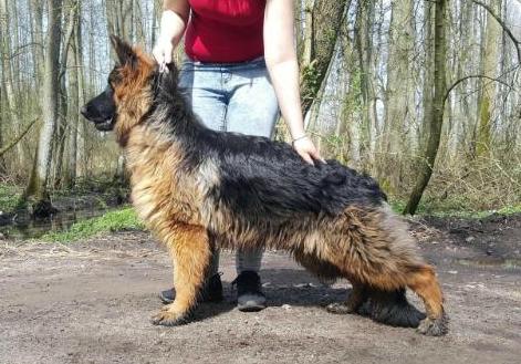 Ddolorin von Skorpionenblut (FCI)