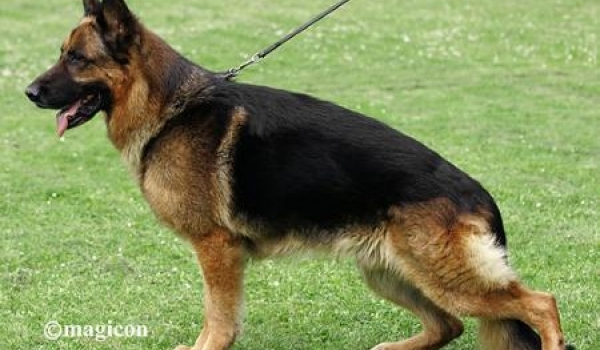 Odin vom Niederforstbach