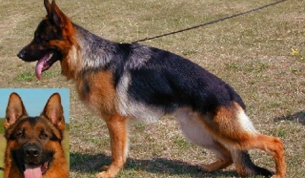 Basko vom Deininghauser Park