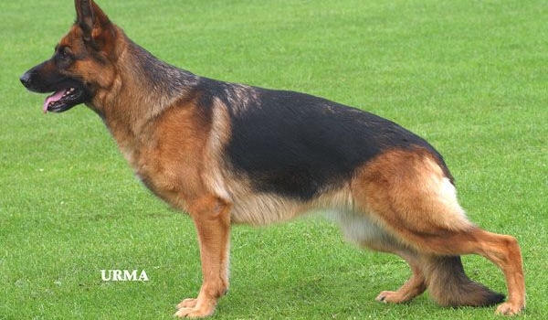 VA(BSZS) * Heilei's Farina