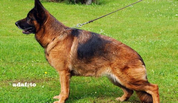 Quira von der Zenteiche