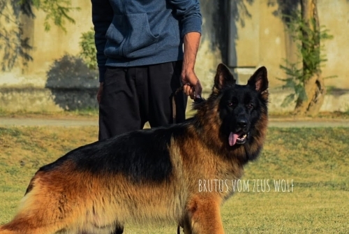Brutus vom Zeus Wolf