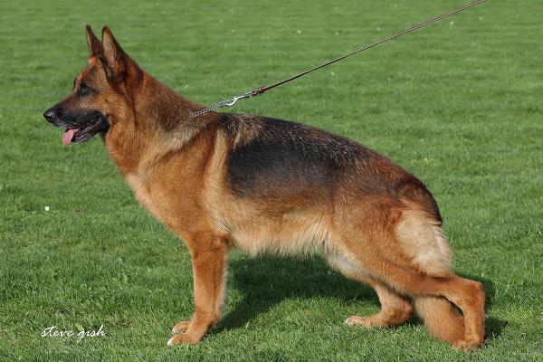 Paula vom Haus Rohner 