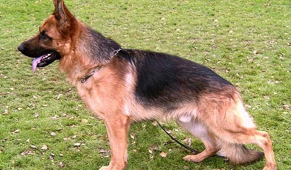 Mischale von der Kahler Heide