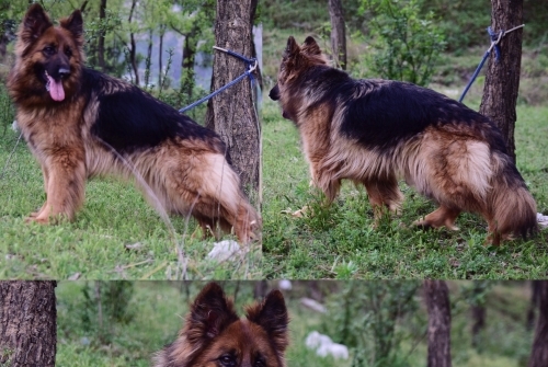 Abby vom Kashmir Hills