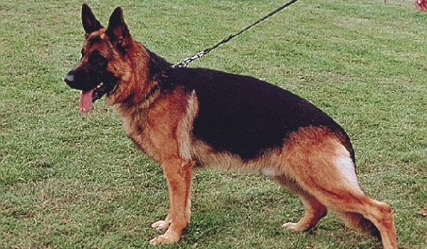 Kally von der Hopfenhalle