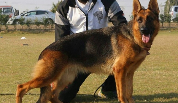 Eristoff vom Sadanwali