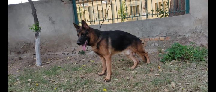 Boss di Casa Blackrunner