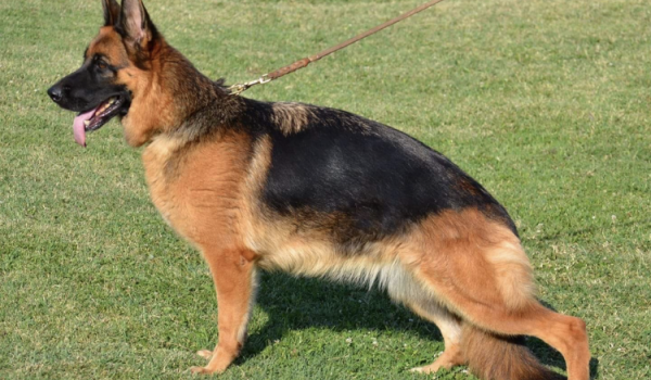 Tanita de la Madonina