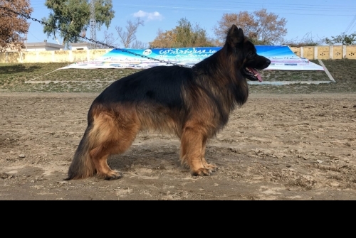 Draco vom Kashmir Hills