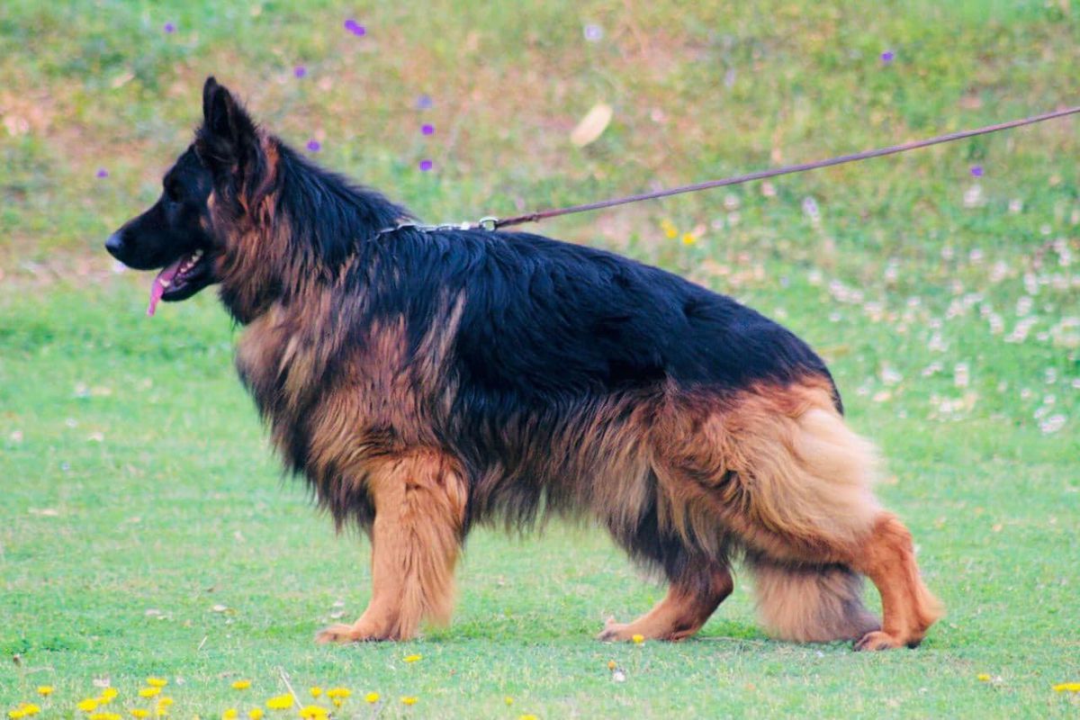 ZARKO Zagroda Orpika (FCI)