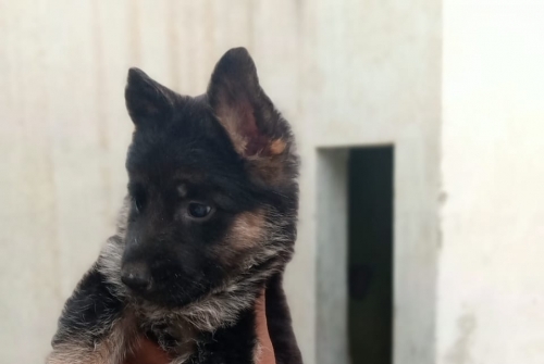 Cute Dora vom PMZ KENNEL