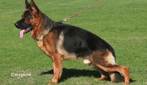 Geronimo Vom Team Panoniansee