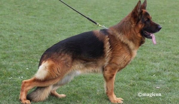 Risco vom Suentelstein