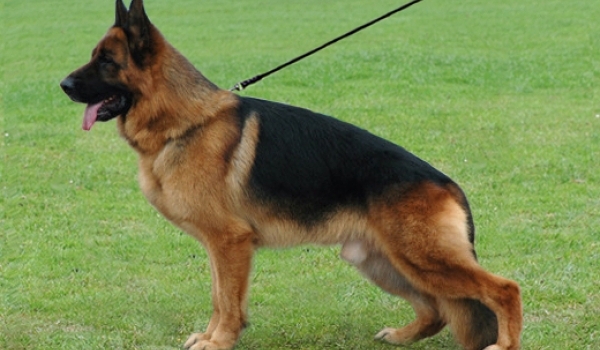 Ray vom Fichtenschla