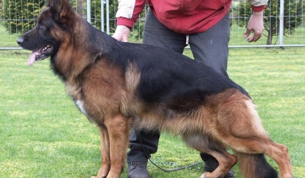 Quax vom Danischen Hof