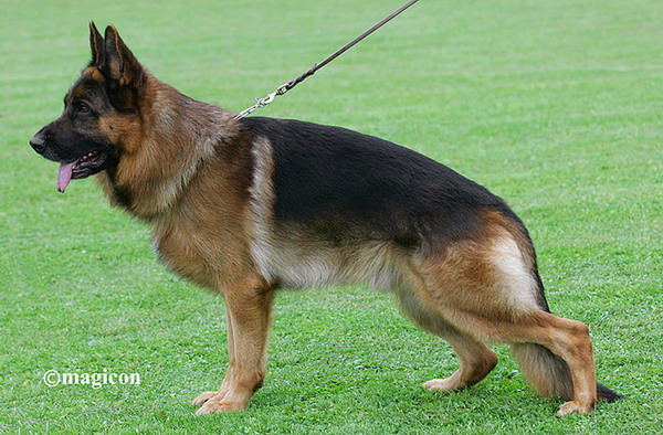 Lingo vom Schornfelsen