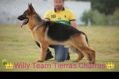 Willy Team Tierras Charras