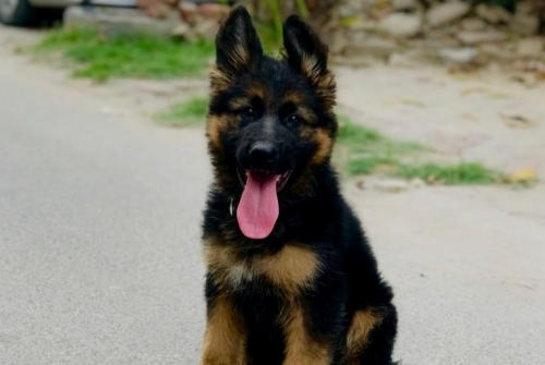 Lexi vom Kashmir Hills